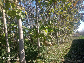 paulownia-kyslikovy strom