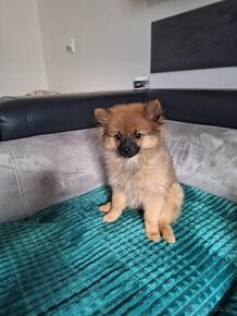 Mini Pomeranian Boo