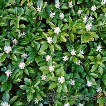 Pachysandra vrcholová