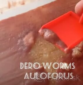 Auloforus Dero worms násada