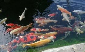 Koi kapor