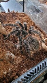 Lasiodora parahybana