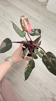 Philodendron pink princess marble