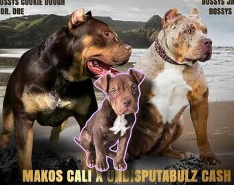 American Bully XL ABKC - 1