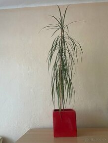 Kvet Dracena