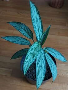 AGLAONEMA