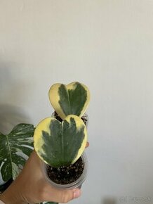 Hoya kerrii variegata