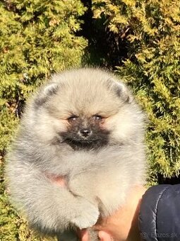 Pomeranian s PP FCI