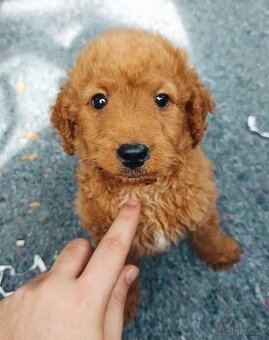 Mini goldendoodle  goldenretriver + Pudel