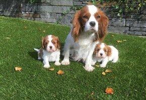 Šteniatka Cavalier King Charles Spaniel