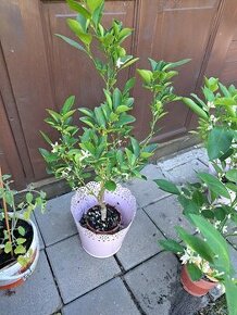 Citrus calamondin odroda Oriana