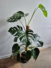 Monstera Albo