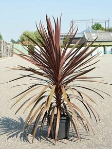 Cordyline Austrális Red star