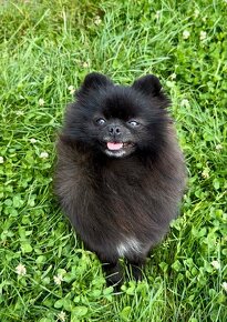 Pomeranian s PP