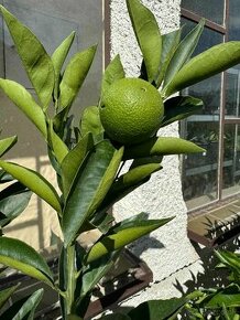 Pomaranč, mandarinka, citrus. Citrus Reticulata a Sinensis