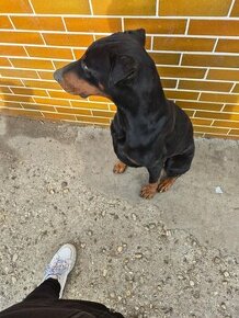 Doberman