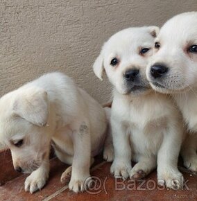 Labrador