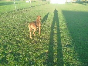 RHODESIAN RIDGEBACK