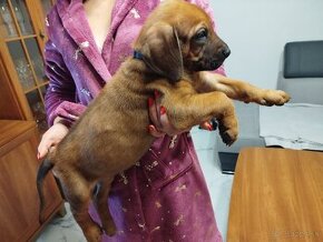 RHODESIAN RIDGEBACK