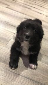 Šteniatko Border Collie