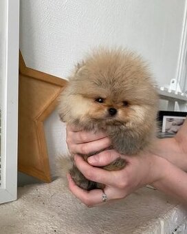 Pomeranian mini Boo