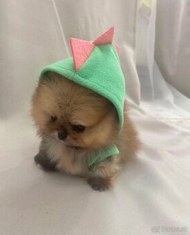 Pomeranian mini