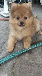 Pomeranian, pomik, trpasličí pomeransky špic,