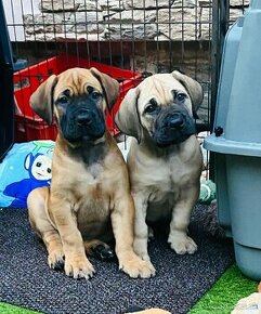 Boerboel štěňata sPP (FCI) - 1