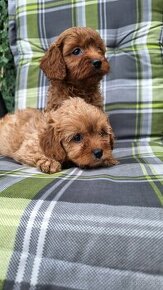 Cavapoo