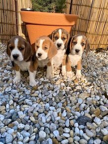 BEAGLE, BIGL, BIGEL