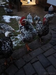 Kohút Excheqer Leghorn