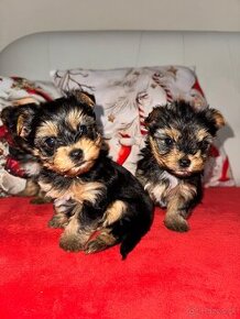 Yorkshire terrier