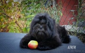 Shih Tzu (chlapec) - 1