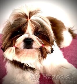 Shihtzu s PP