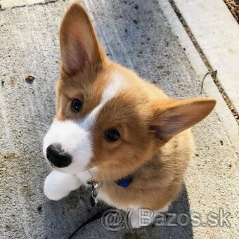 Kúpim adoptujem  Welsh corgi pembroke