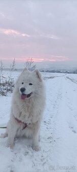 Samojed s PP