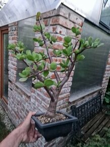 Stary velky bonsai vzacna forma velke listy Portulacaria - 1