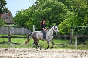 Azteca horse