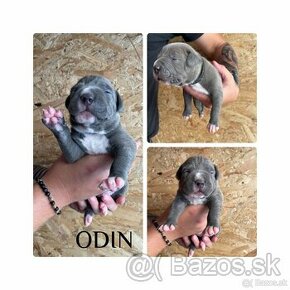 American Bully XL