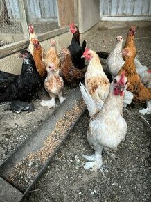 Miflerky, araucana, ayam