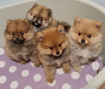 Pomeranian