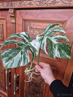 monstera deliciosa albo  odrezky