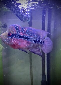 Flowerhorn Super Red Dragon samička