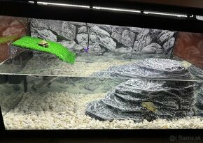 Akvárium s korytnačkami