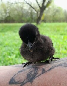 Predam kuriatka ayam cemani