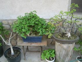 bonsai,bonsaj-hrab 3 - 1