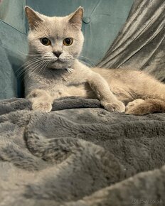 Britská modrá mačka - DARUJEM