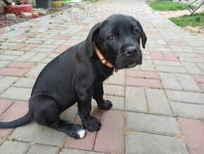 Cane Corso