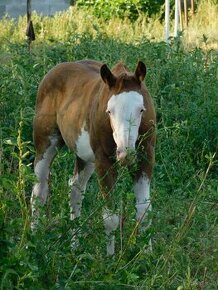 Quarter horse zrebcek, vyborny povod a povaha