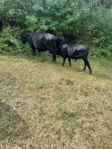 Byčkovia aberdeen angus - 1